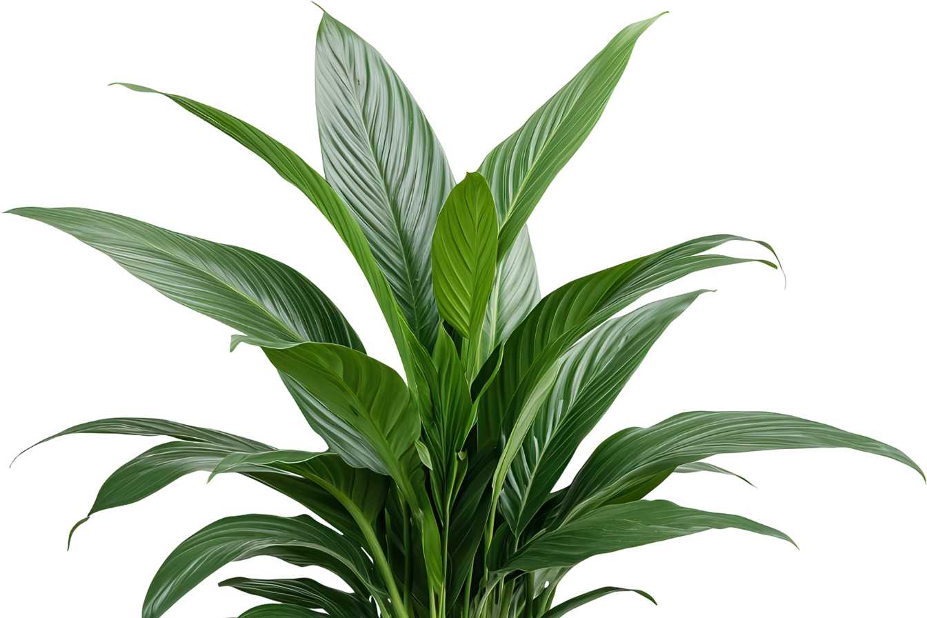 faut-il-couper-le-bout-des-feuilles-marron-guide-complet-3